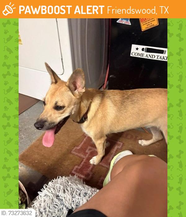 Found/Stray Female Dog last seen Near Lighthouse View, Friendswood, TX 77546
