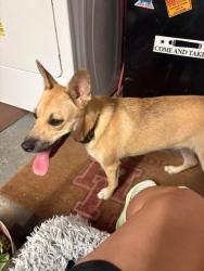 Found/Stray Female Dog last seen Near Lighthouse View, Friendswood, TX 77546