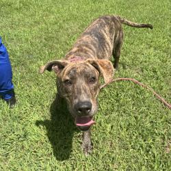 Shelter Stray Male Dog last seen , 328 Furman Hall Rd, Greenville, SC 29609, USA