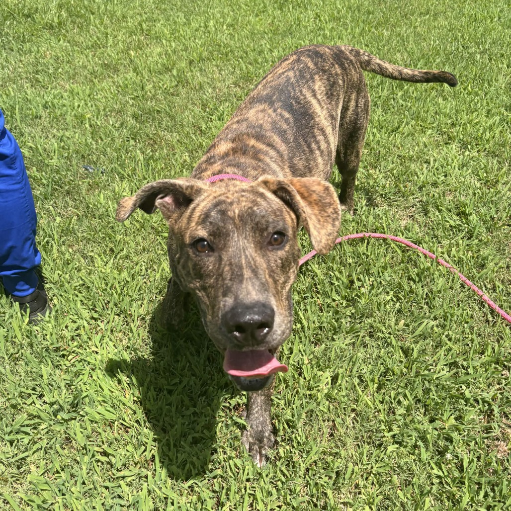 Shelter Stray Male Dog last seen , 328 Furman Hall Rd, Greenville, SC 29609, USA
