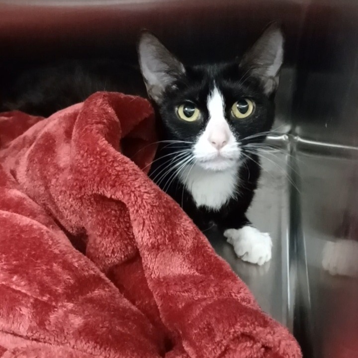 Shelter Stray Female Cat last seen , 1013 Garfield St, Oak Park, IL 60304, USA