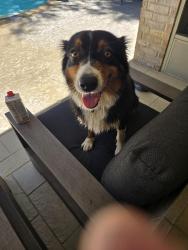 Reunited Unknown Dog last seen Benders Landing, on Benders Crossing, Spring, TX 77386