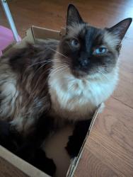 Reunited Male Cat last seen Rolling Glen Dr and Wingfield, Spring, TX 77373