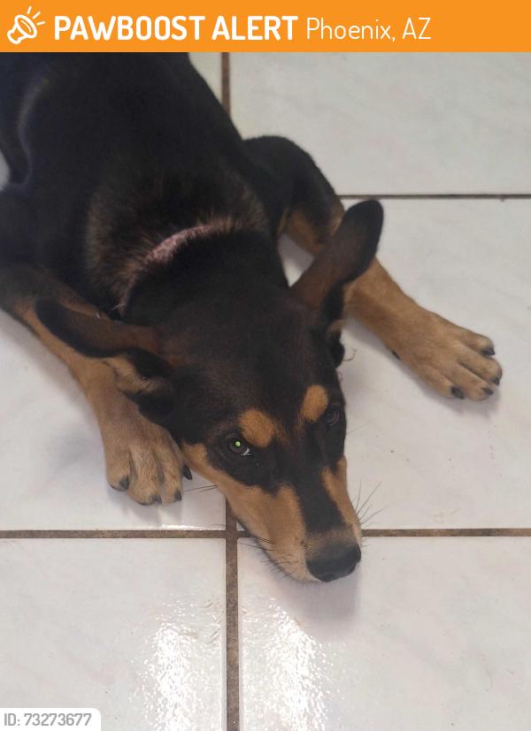 Found/Stray Female Dog last seen Coronad rd and 13th st, Phoenix, AZ 85006