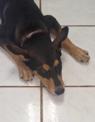 Found/Stray Female Dog last seen Coronad rd and 13th st, Phoenix, AZ 85006
