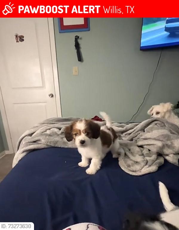 Lost Female Dog last seen Dairyland Dr, Longstreet, Willis, TX 77318