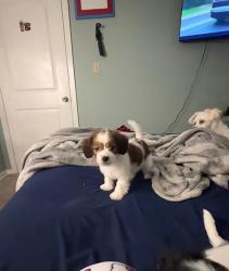 Lost Female Dog last seen Dairyland Dr, Longstreet, Willis, TX 77318