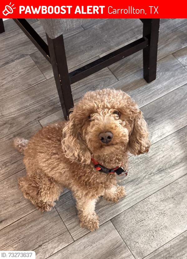 Lost Male Dog last seen Oak Hills community in Carrollton, TX, Carrollton, TX 75007