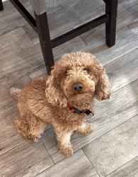 Lost Male Dog last seen Oak Hills community in Carrollton, TX, Carrollton, TX 75007