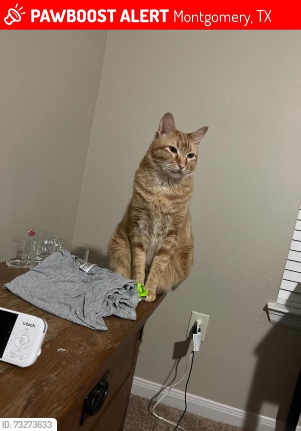 Lost Male Cat last seen Walden rd and Hwy 105, Montgomery, TX 77356