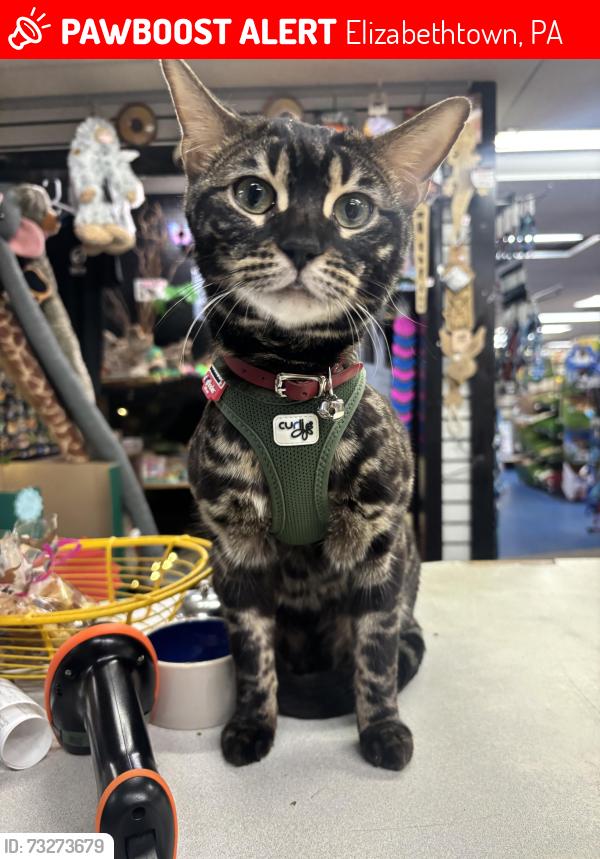 Lost Female Cat last seen Mount gretna rd, Elizabethtown rd, Elizabethtown, PA 17022