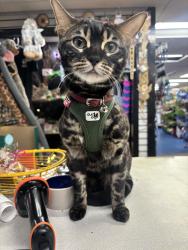 Lost Female Cat last seen Mount gretna rd, Elizabethtown rd, Elizabethtown, PA 17022