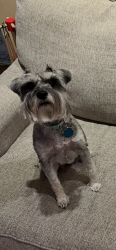 Reunited Female Dog last seen Limoges Dr., Fairfax, VA 22032