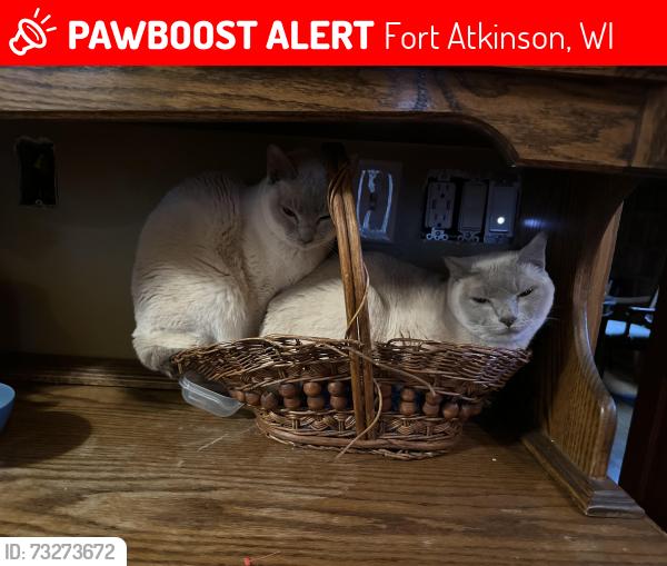 Lost Male Cat last seen Madison and Adams, Fort Atkinson, WI 53538