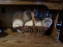 Lost Male Cat last seen Madison and Adams, Fort Atkinson, WI 53538