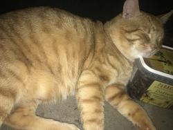 Lost Male Cat last seen Barsuda and Truscott, Mississauga, ON L5J 1V6