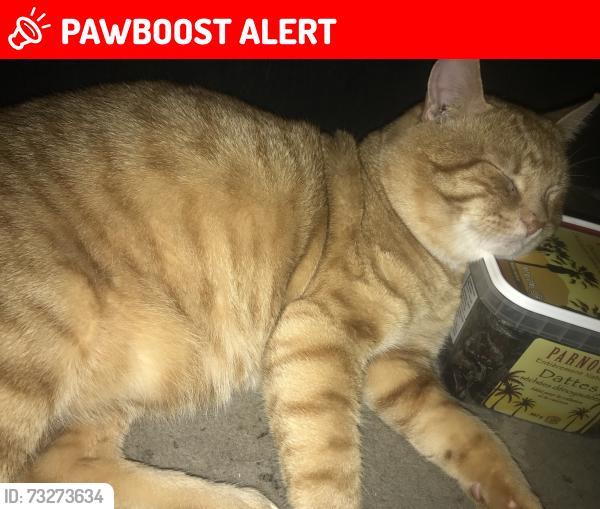 Lost Male Cat last seen Barsuda and Truscott, Mississauga, ON L5J 1V6