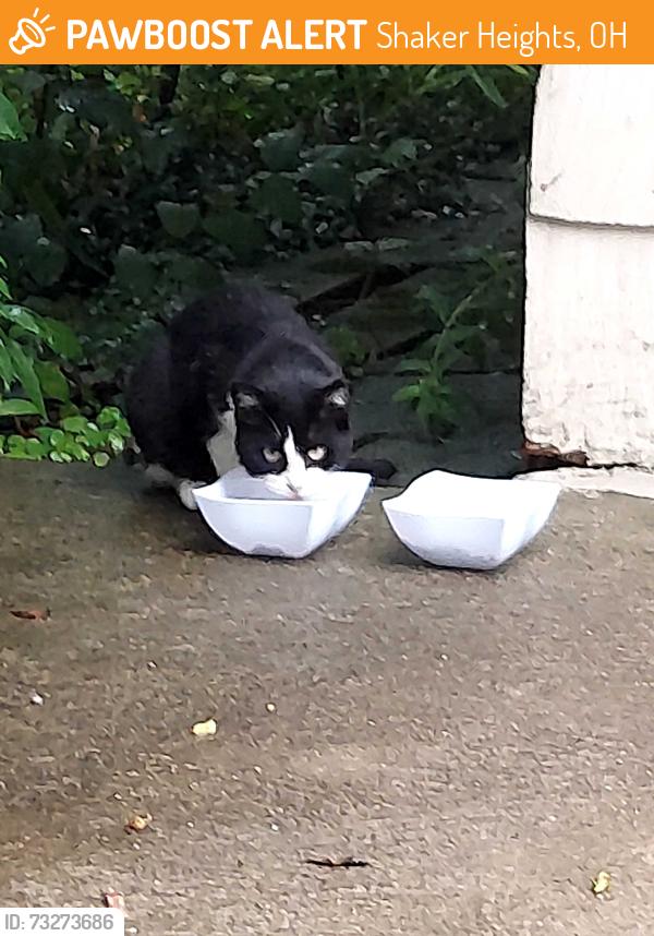 Found/Stray Unknown Cat last seen Glencairn, Shaker Heights, OH 44122