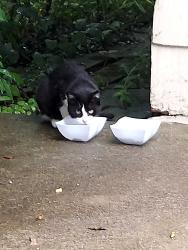 Found/Stray Unknown Cat last seen Glencairn, Shaker Heights, OH 44122
