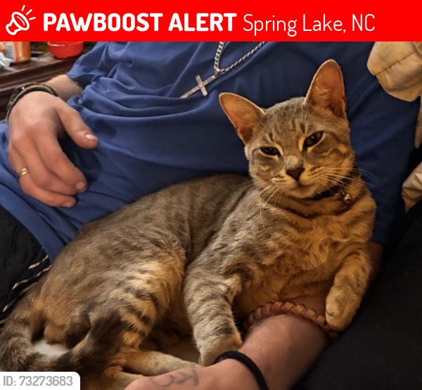 Lost Male Cat last seen Rainey Dr, Spring Lake, NC 28390
