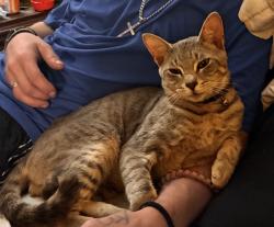 Lost Male Cat last seen Rainey Dr, Spring Lake, NC 28390