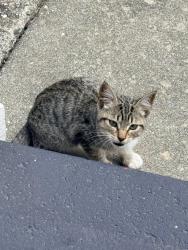 Found/Stray Unknown Cat last seen Ralston lane, Hayward, CA 94541