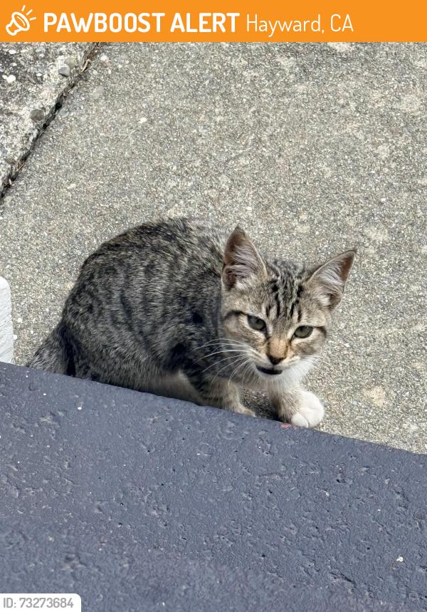 Found/Stray Unknown Cat last seen Ralston lane, Hayward, CA 94541