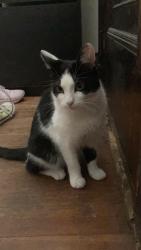 Lost Female Cat last seen Park Street, Boston, MA 02132