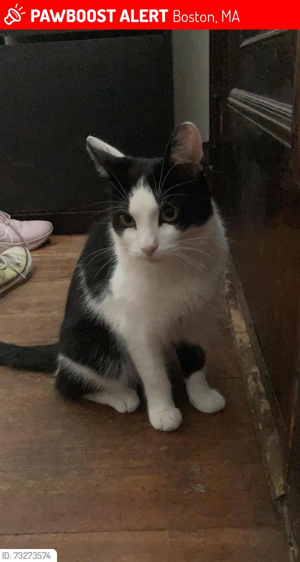 Lost Female Cat last seen Park Street, Boston, MA 02132