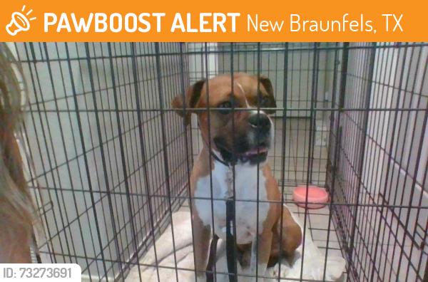 Found/Stray Male Dog last seen Elley Crossing Neighborhood, New Braunfels, TX 78130