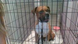 Found/Stray Male Dog last seen Elley Crossing Neighborhood, New Braunfels, TX 78130