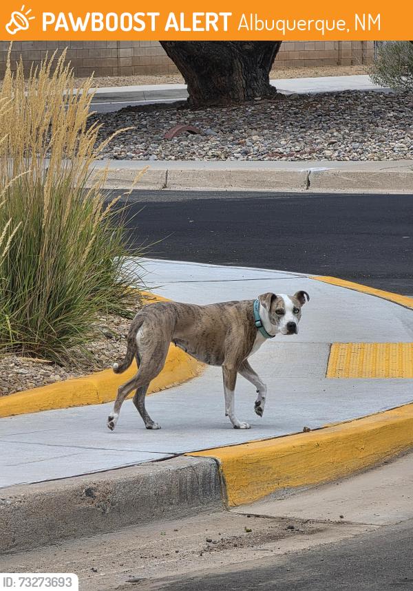 Found/Stray Unknown Dog last seen Meda Linda and Claremont, Albuquerque, NM 87112