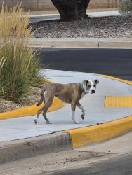 Found/Stray Unknown Dog last seen Meda Linda and Claremont, Albuquerque, NM 87112