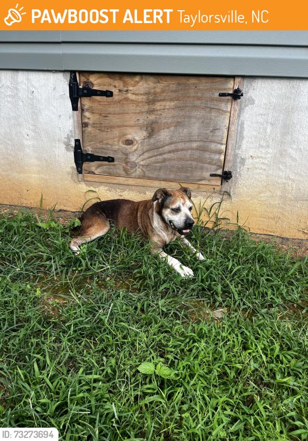 Found/Stray Male Dog last seen Liledoun rd., Taylorsville, NC 28681