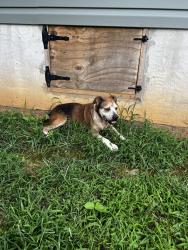 Found/Stray Male Dog last seen Liledoun rd., Taylorsville, NC 28681