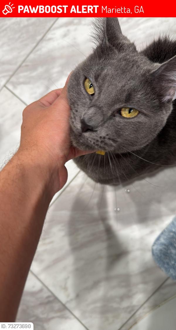 Lost Male Cat last seen Powers Ferry rd and Delk Rd, Marietta, GA 30067