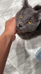 Lost Male Cat last seen Powers Ferry rd and Delk Rd, Marietta, GA 30067