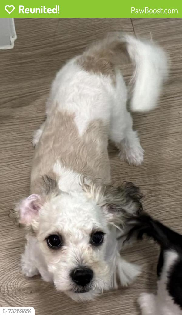 Reunited Male Dog last seen Near birchbrook drive, Dallas, TX 75206