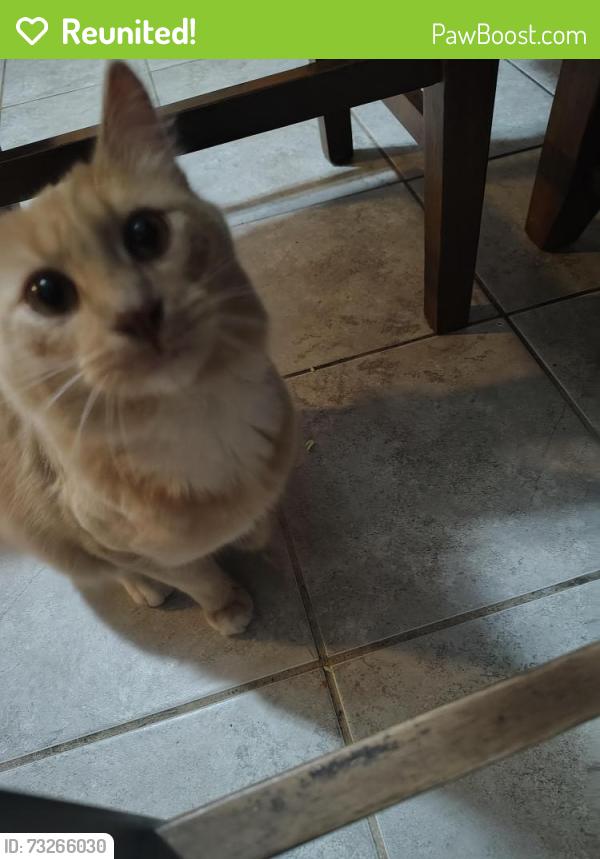 Reunited Male Cat last seen Burntwood ct, Woodbridge, VA 22191