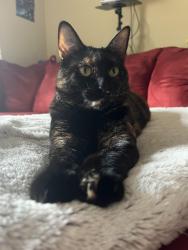 Reunited Female Cat last seen Wellington Meadows, Katy, TX 77449