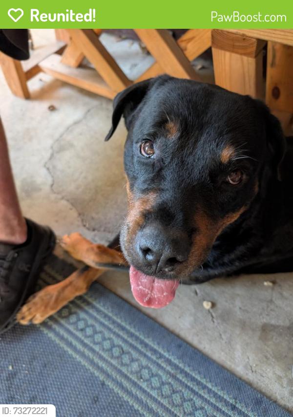 Reunited Male Dog last seen Meadowdale, Arlington, TX 76017