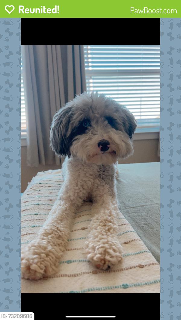 Reunited Male Dog last seen Near bluestem prairie dr Rosenberg Tx, Rosenberg, TX 77469