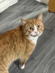 Lost Male Cat last seen Coalpool, West Midlands, England 