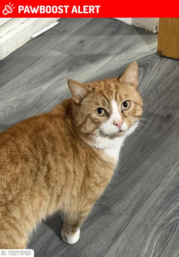 Lost Male Cat last seen Coalpool, West Midlands, England 