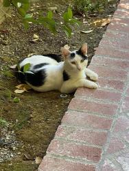 Found/Stray Male Cat last seen Tennyson Lane and Marlowe Court, Stevenson Ranch, CA 91381