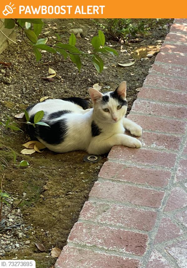 Found/Stray Male Cat last seen Tennyson Lane and Marlowe Court, Stevenson Ranch, CA 91381