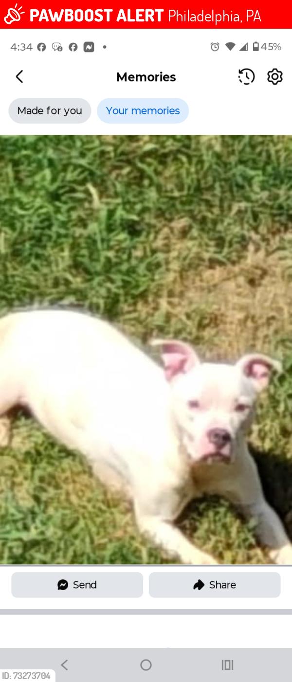 Lost Female Dog last seen Harbison avenue, Philadelphia, PA 19124