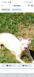 Lost Female Dog last seen Harbison avenue, Philadelphia, PA 19124