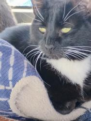 Lost Male Cat last seen Waltershield and college, Cheyenne, WY 82001