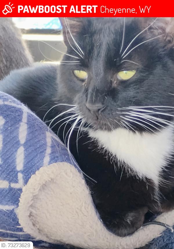 Lost Male Cat last seen Waltershield and college, Cheyenne, WY 82001